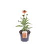 Echinacea purp. Sombrero Orange