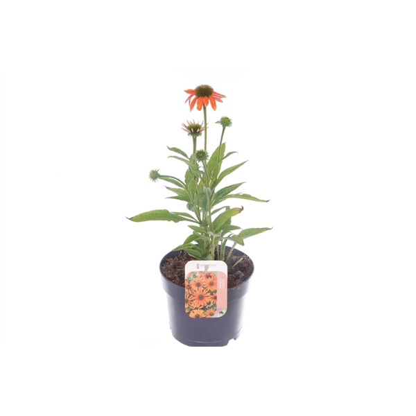 <h4>Echinacea purp. Sombrero Orange</h4>