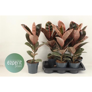 Ficus elastica Belize 17Ø 65cm 1pp