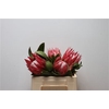 Protea Cynaroides Madiba No Leaves