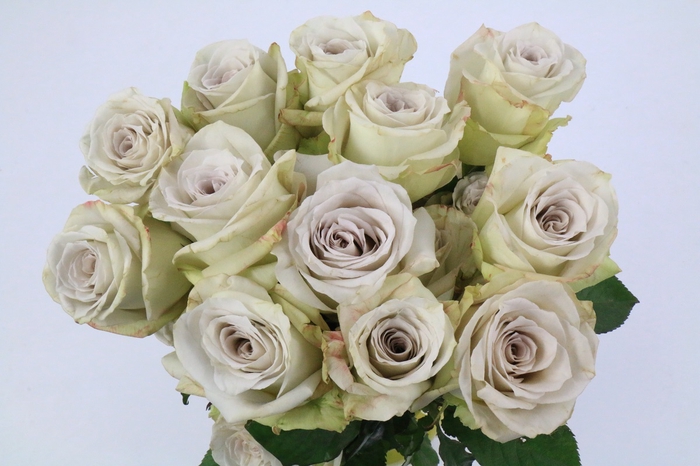 <h4>Rosa Ec Early Grey</h4>