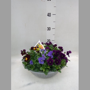 Viola corn.   ...mix