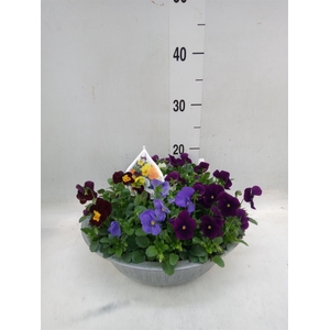 Viola corn.   ...mix