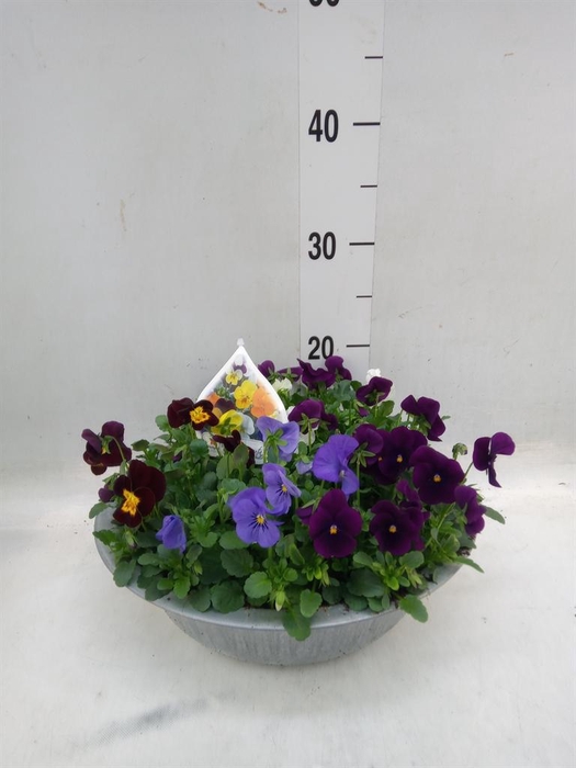 <h4>Viola corn.   ...mix</h4>