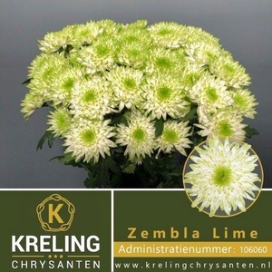 CHR T ZEMBLA LIME