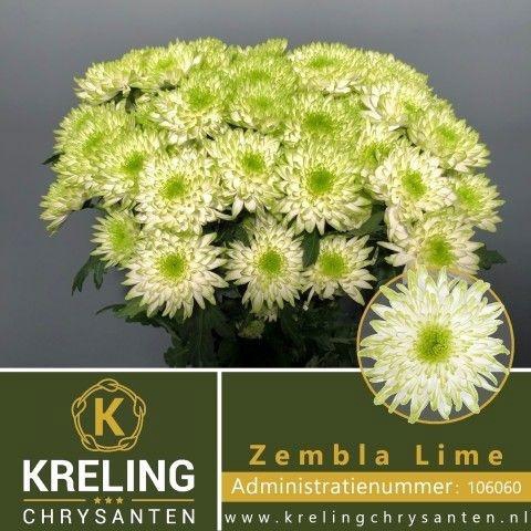 <h4>CHR T ZEMBLA LIME</h4>