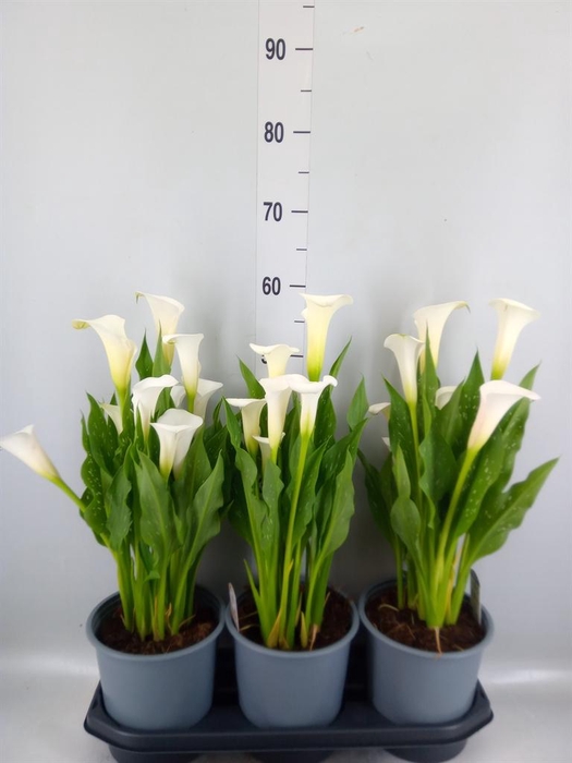 <h4>Zantedeschia 'Captain Fresco'</h4>
