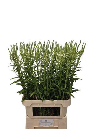 <h4>Physostegia</h4>