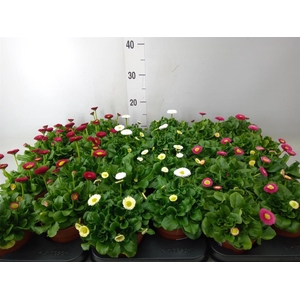 Bellis perennis 'Belladaisy'  ..mix