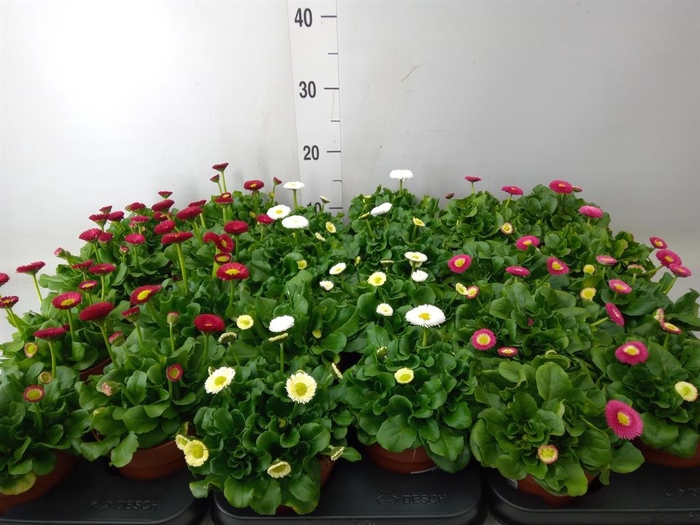 <h4>Bellis perennis 'Belladaisy'  ..mix</h4>