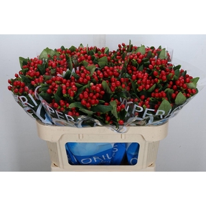 Hyp Coco Diablo Spray 70cm