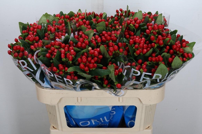 <h4>Hyp Coco Diablo Spray 70cm</h4>