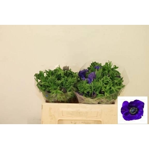 ANEM CO MIS + D BLUE