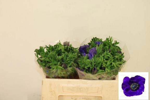 <h4>ANEM CO MIS + D BLUE</h4>