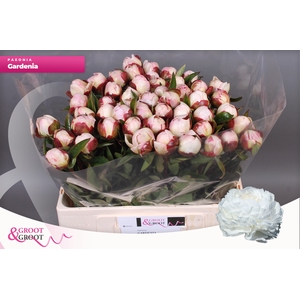 PAEO L GARDENIA