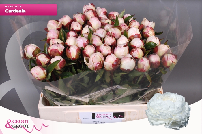<h4>PAEO L GARDENIA</h4>