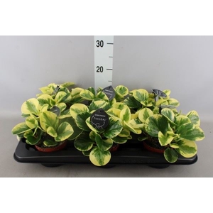 Peperomia