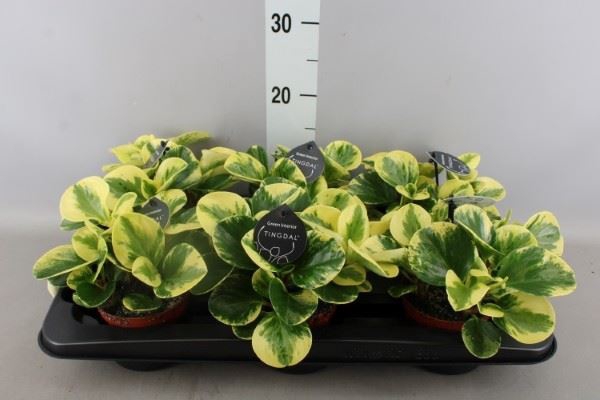 <h4>Peperomia</h4>