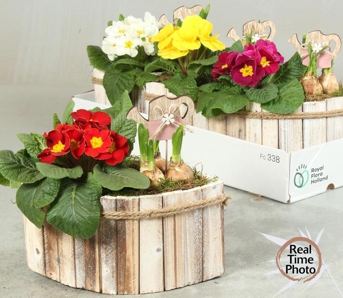 <h4>ARR TUINPLANTEN</h4>