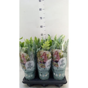 Phlebodium aureum 'Blue Star'