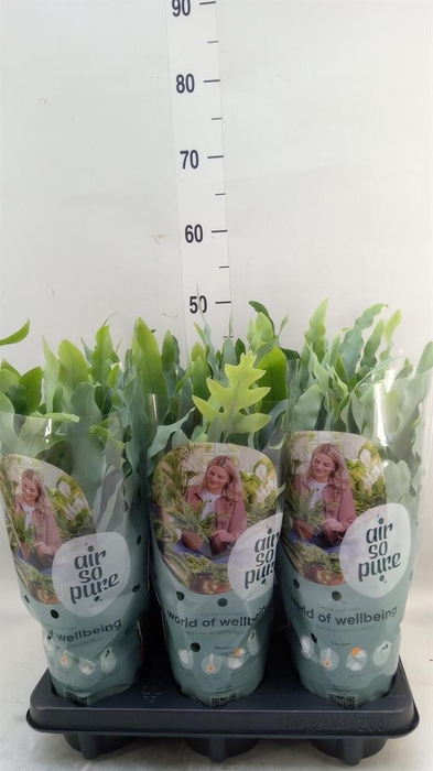 <h4>Phlebodium aureum 'Blue Star'</h4>