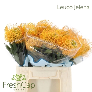 Leuco Jelena