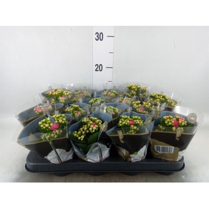 Kalanchoe blos. 'RosDon Nando'