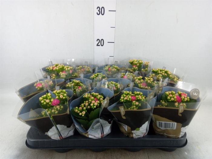 <h4>Kalanchoe blos. 'RosDon Nando'</h4>
