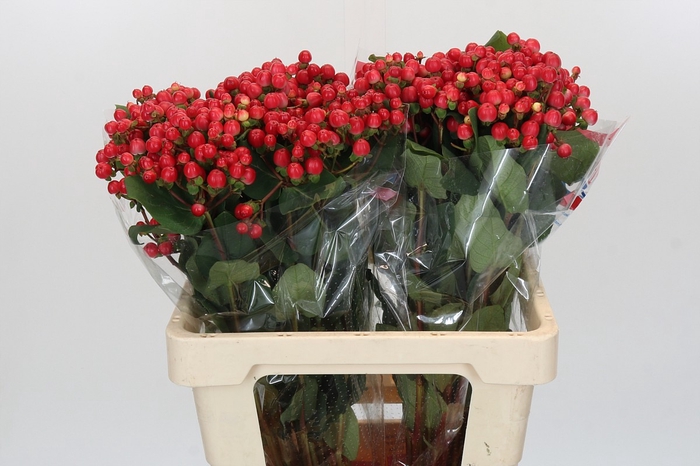 <h4>Hypericum Globo Punch</h4>
