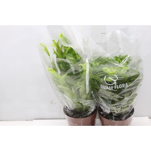 ASPLENIUM CRISSIE P17