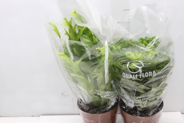 <h4>ASPLENIUM CRISSIE P17</h4>