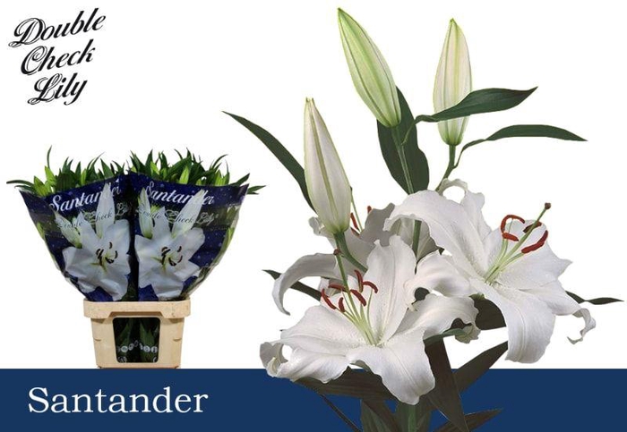 <h4>LI OR SANTANDER 4+</h4>