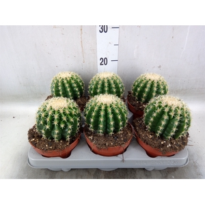 Echinocactus grusonii forma interme
