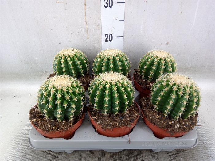 <h4>Echinocactus grusonii forma interme</h4>