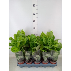 Maranta leuc. 'Kerchoveana'