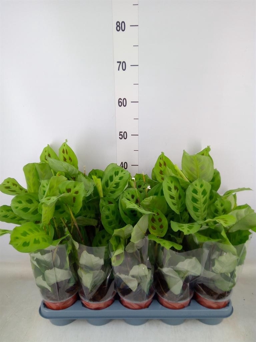 <h4>Maranta leuc. 'Kerchoveana'</h4>