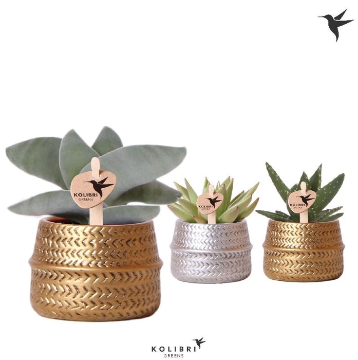 <h4>Succulenten gemengd 3 soorten keramiek 1986MIX Kolibri mix</h4>