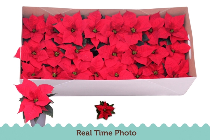 <h4>EUPHOR P CHR F RED</h4>