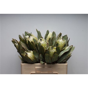 Protea Barb Polar Princes