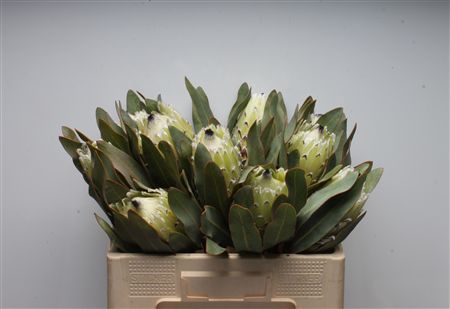 <h4>Protea Barb Polar Princes</h4>