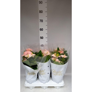 Anthurium andr. 'Spirit'