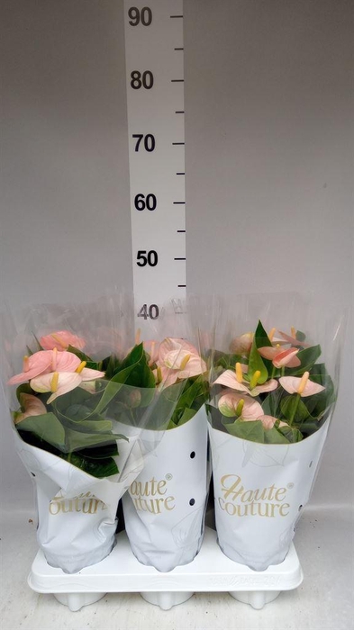 <h4>Anthurium andr. 'Spirit'</h4>