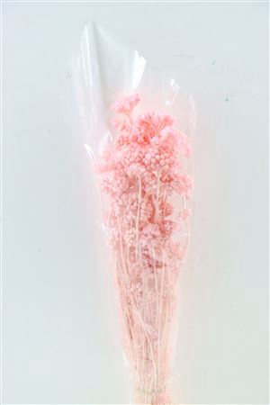 <h4>DRIED LONAS LIGHT PINK BUNCH</h4>