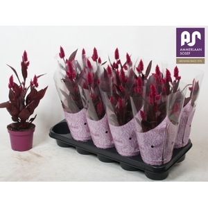 CELOSIA MYSTIC SHADES P12