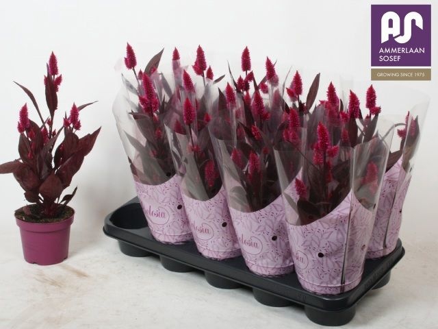 <h4>CELOSIA MYSTIC SHADES P12</h4>