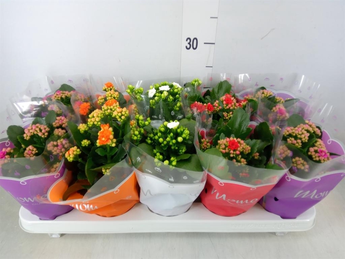 <h4>Kalanchoe blos.   ..rosebud mix  4</h4>