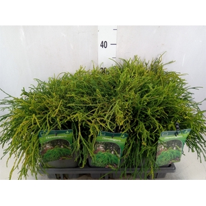 Chamaecyparis pis. 'Filifer Nana'