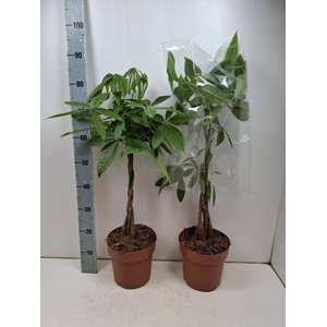 PACHIRA AQUATICA