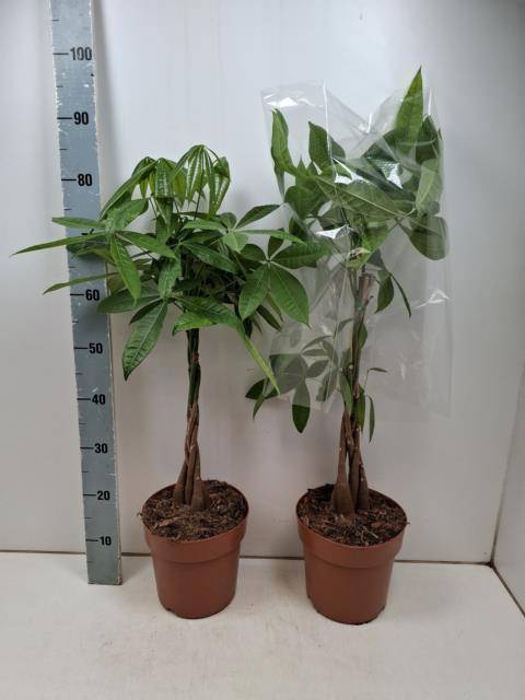 <h4>PACHIRA AQUATICA</h4>