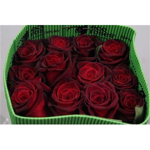 R Gr Black Baccara Ec